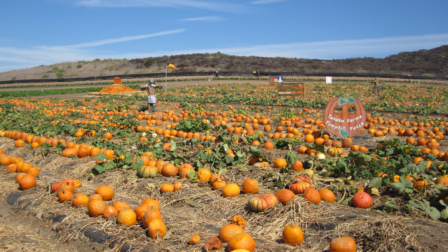 tanaka farms