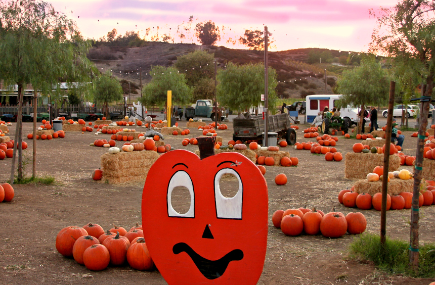 southern california pumpkin patch