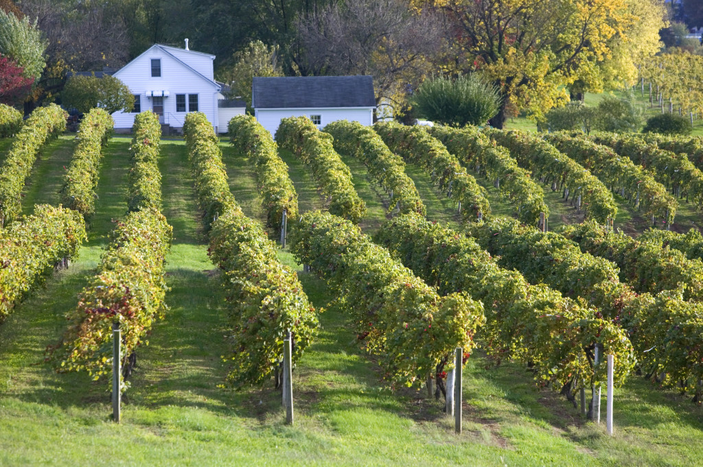 23 Oct 2005, Missouri, USA --- Oldest Vineyard Area in the USA, Augusta, Missouri, USA --- Image by © Walter Bibikow/JAI/Corbis